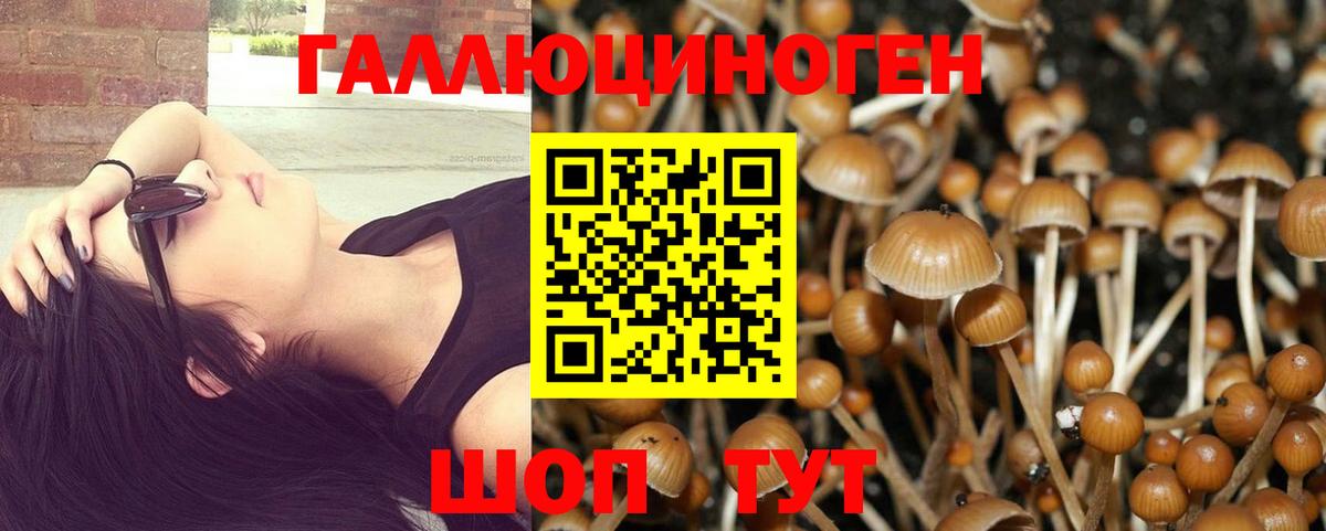 Саяногорск  Псилоцибиновые грибы Psilocybe  Вход с VPN 